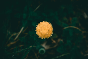 A photo outside taken in the Cape Town Biodiversity Park in South Africa