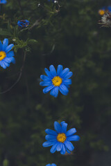 A photo outside taken in the Cape Town Biodiversity Park in South Africa