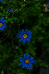 A photo outside taken in the Cape Town Biodiversity Park in South Africa