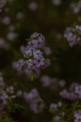 A photo outside taken in the Cape Town Biodiversity Park in South Africa