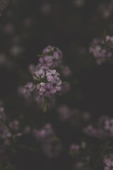 A photo outside taken in the Cape Town Biodiversity Park in South Africa