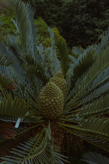A photo outside taken in the Cape Town Biodiversity Park in South Africa