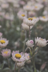A photo outside taken in the Cape Town Biodiversity Park in South Africapink flowers in the garden