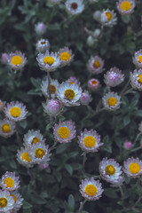 A photo outside taken in the Cape Town Biodiversity Park in South Africadaisies in a garden