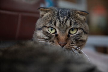 Scottish Fold and Chinese Domestic Shorthair mixed breed cat