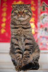 Scottish Fold and Chinese Domestic Shorthair mixed breed cat