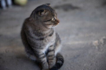 Scottish Fold and Chinese Domestic Shorthair mixed breed cat
