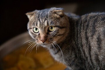 Scottish Fold and Chinese Domestic Shorthair mixed breed cat