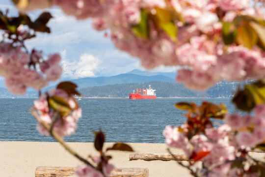 Freighter and Cherry Blossoms English Bay.English Bay through cherry blossoms and a freighter at anchor. Vancouver, British Columbia.
