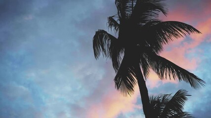 silhouette of palm trees with sunset - Powered by Adobe