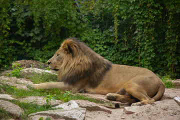 Majestic Male Lion Portrait Lying Down in the Grass.