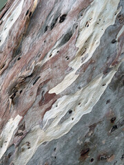 Eucalyptus bark