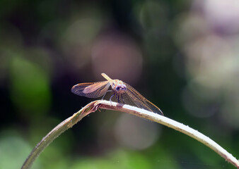 Red-veined darter or nomad (Sympetrum fonscolombii)