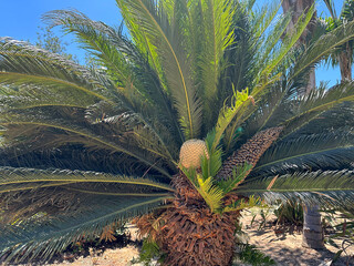 Cycad, Japanese Sago Palm or King Sago Palm (lat.- Cycas revoluta)