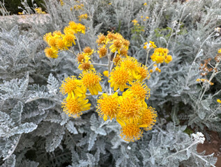 Yellow flowers dusty miller plant (lat.- Senecio cineraria)