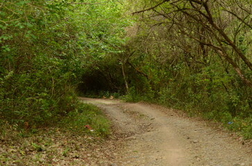 Obraz premium Restauracion ecologica en bosque de yungas