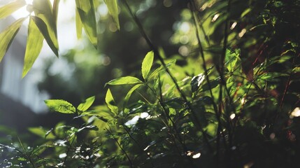 Obraz premium Serene Jungle Canopy: A Lush Green Paradise with Intertwined Foliage