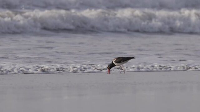 a slow motion long shot of an american oystercatcher foraging in the surf at chicama of puerto malabrigo, peru