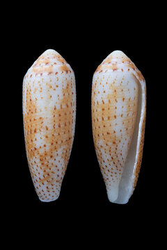 Nussatella cone, conus nussatella