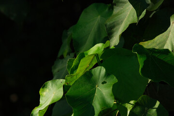 Close up of green plant under morning sunlight