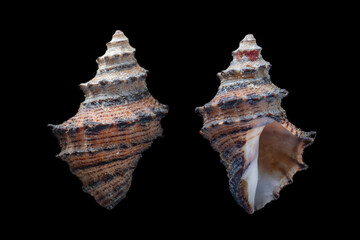 rough rock shell, thais rugosa