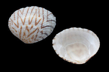 Venus clam, circenita callipyga