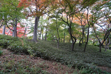秋の殿ヶ谷戸庭園