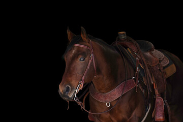 Obraz premium Colorado cowgirl riding bay quarter horse ranch front range