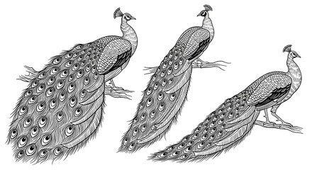 Collection of peacock illustrations rendered in a simple line drawing with various poses, isolated on white
