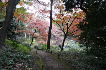 秋の殿ヶ谷戸庭園