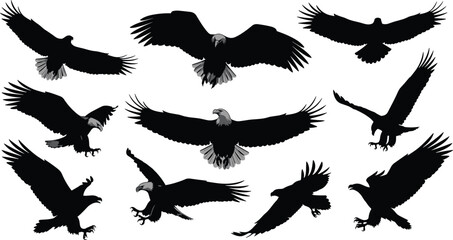Large Collection of Flying Eagle Silhouettes Vector Illustration Set, Featuring Majestic Birds in Various Hunting and Flight Poses, Symbolizing Freedom and Power