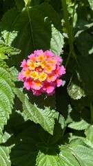 Pink and yellow flowers in the city park in sunny day