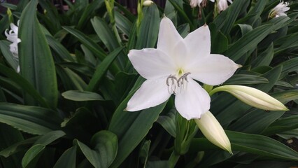 A beautiful white Crinum Lily (Crinum Asiaticum) or Spider Lily flower in full bloom, captured up close with water droplets on the petals