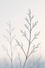 Frosted Winter Branches
