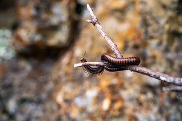 Close-up of a Tylobolus millipede crawling along a branch on Mount Tamalpais, California.