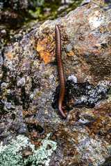 Tylobolus Millipede in Natural Habitat, Mount Tamalpais