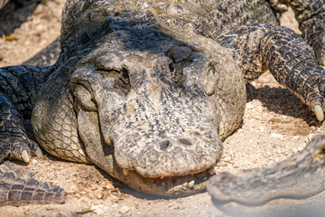 Close-Up of an Alligator in the Everglades, Florida