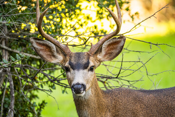 Close-Up of a Young Antlered Black-Tailed Deer in California Wilderness