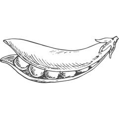 Sketch of an Open Pea Pod Revealing Ripe Peas Against a Transparent Background Detailed Outline Drawing of a Single Vegetable Pod with Seeds Inside