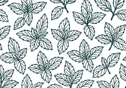 Mint hand drawn simple sketch vector illustration