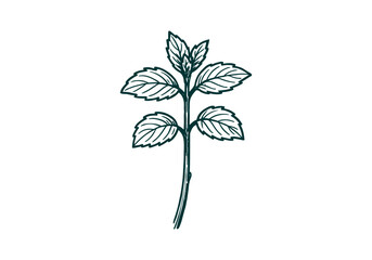Mint hand drawn simple sketch vector illustration