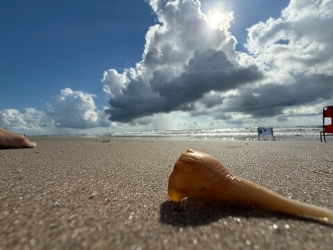 shell on the sand - Powered by Adobe