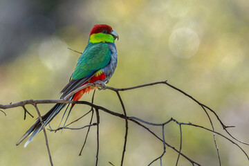 Red capped parrot (Purpureicephalus spurius), Perth Hills, Western Australia
