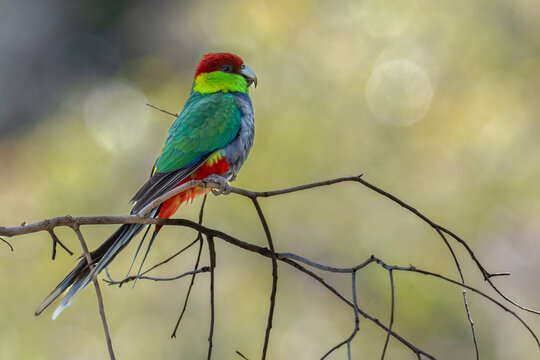 Red capped parrot (Purpureicephalus spurius), Perth Hills, Western Australia