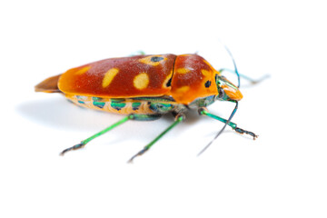 angle view Calliphara nobilis on white