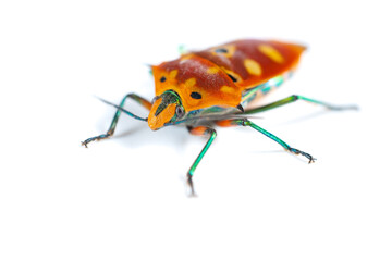 angle view Calliphara nobilis on white