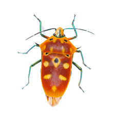 abdomen of a Calliphara nobilis on white