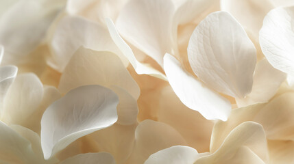 White rose petals softly layered in a dreamy floral background