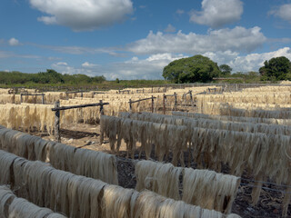 Fototapeta premium Production of henequen fibers in Yucatán, Mexico