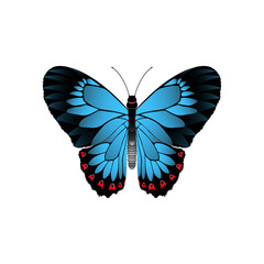 butterfly vector illustration